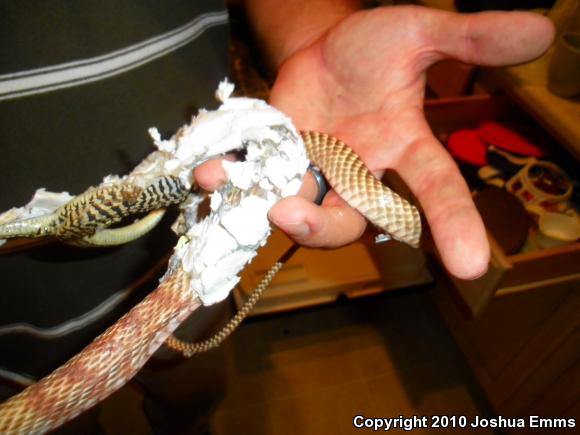 Western Coachwhip (Coluber flagellum testaceus)