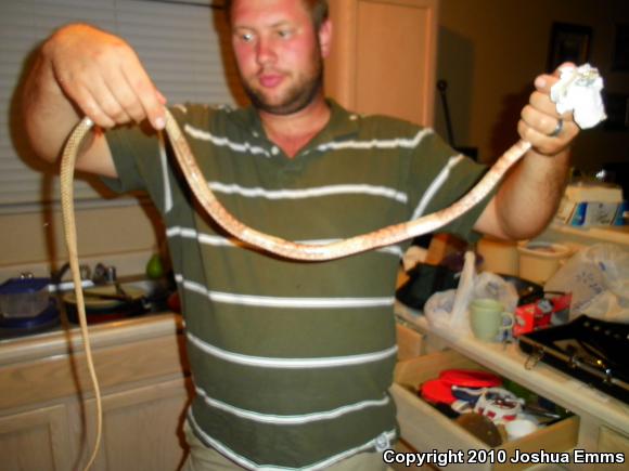 Western Coachwhip (Coluber flagellum testaceus)