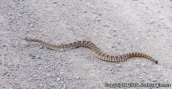 Western Diamond-backed Rattlesnake (Crotalus atrox)