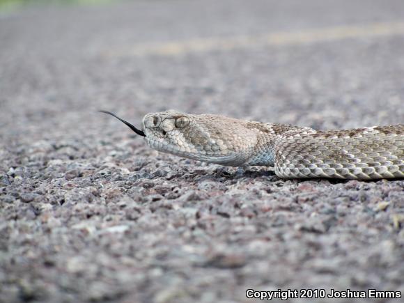 Western Diamond-backed Rattlesnake (Crotalus atrox)