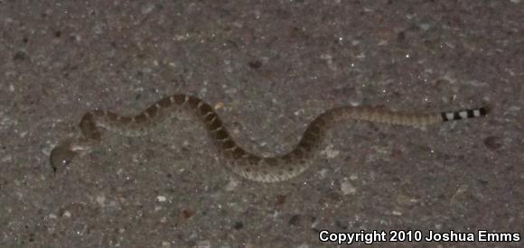 Western Diamond-backed Rattlesnake (Crotalus atrox)