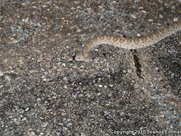 Western Diamond-backed Rattlesnake (Crotalus atrox)