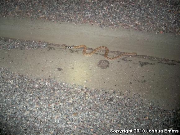 Western Diamond-backed Rattlesnake (Crotalus atrox)