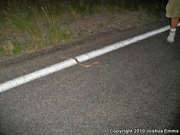 Western Diamond-backed Rattlesnake (Crotalus atrox)