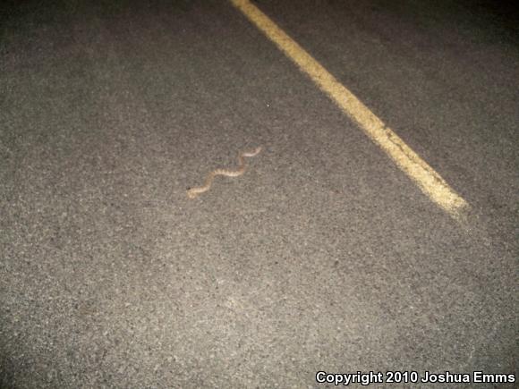 Western Diamond-backed Rattlesnake (Crotalus atrox)