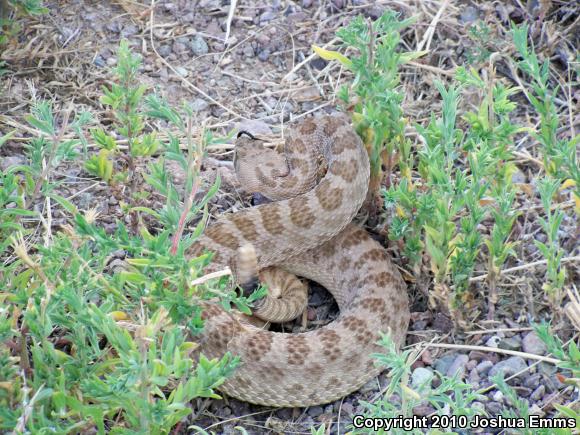 Prairie Rattlesnake (Crotalus viridis)