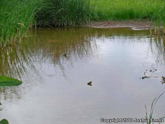 American Bullfrog (Lithobates catesbeianus)