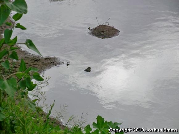 American Bullfrog (Lithobates catesbeianus)