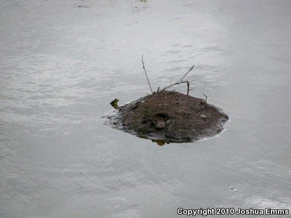 American Bullfrog (Lithobates catesbeianus)