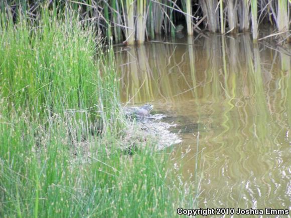 American Bullfrog (Lithobates catesbeianus)