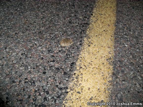 Chihuahuan Desert Spadefoot (Spea multiplicata stagnalis)