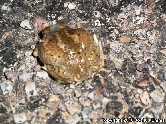 Chihuahuan Desert Spadefoot (Spea multiplicata stagnalis)