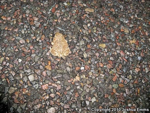 Red-spotted Toad (Anaxyrus punctatus)