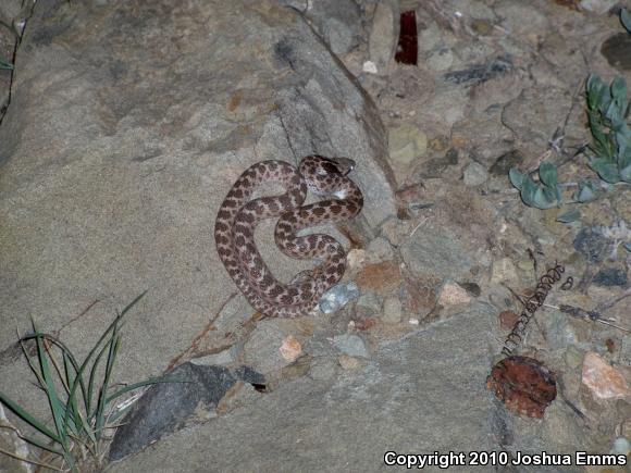 Texas Nightsnake (Hypsiglena jani texana)