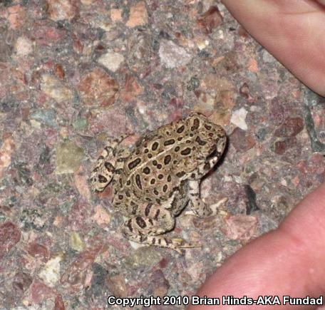 Woodhouse's Toad (Anaxyrus woodhousii)