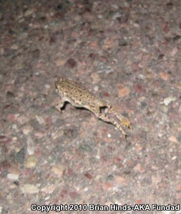 Woodhouse's Toad (Anaxyrus woodhousii)