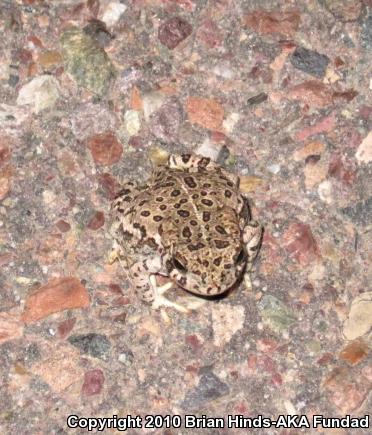 Woodhouse's Toad (Anaxyrus woodhousii)