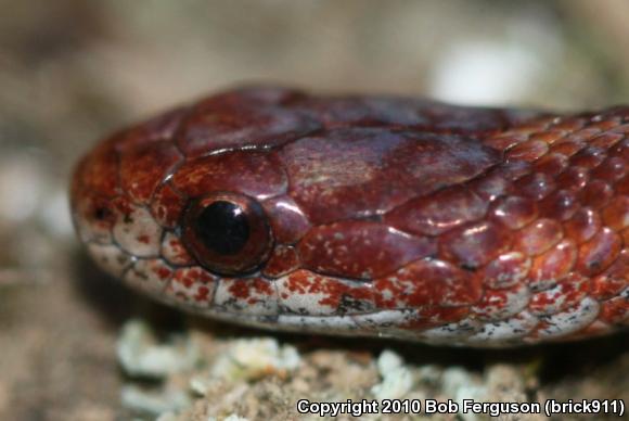 Northern Red-bellied Snake (Storeria occipitomaculata occipitomaculata)