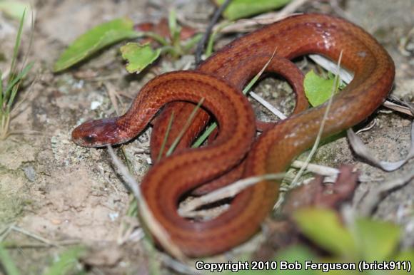 Northern Red-bellied Snake (Storeria occipitomaculata occipitomaculata)