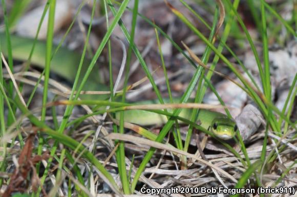 Eastern Smooth Greensnake (Opheodrys vernalis vernalis)