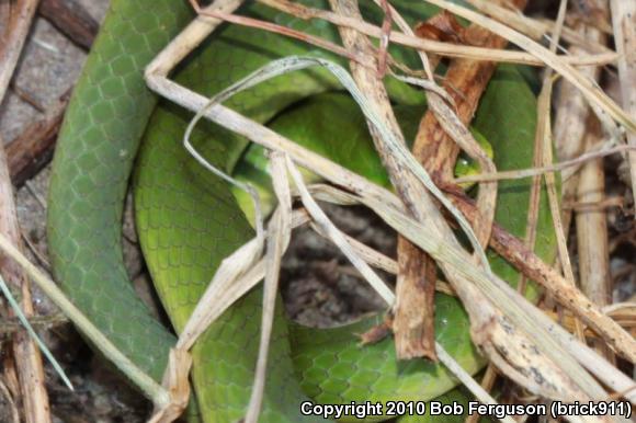 Eastern Smooth Greensnake (Opheodrys vernalis vernalis)