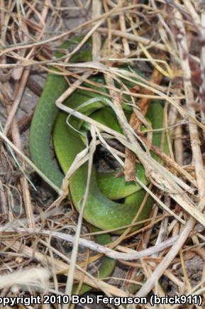 Eastern Smooth Greensnake (Opheodrys vernalis vernalis)