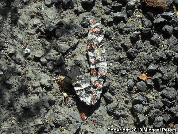 St. Helena Mountain Kingsnake (Lampropeltis zonata zonata)