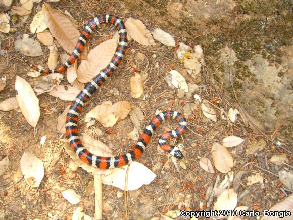 St. Helena Mountain Kingsnake (Lampropeltis zonata zonata)