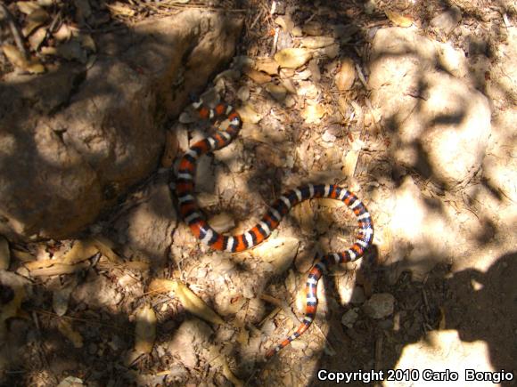 St. Helena Mountain Kingsnake (Lampropeltis zonata zonata)