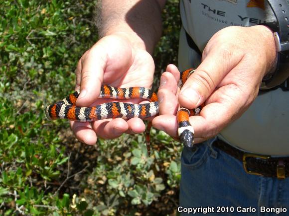 St. Helena Mountain Kingsnake (Lampropeltis zonata zonata)