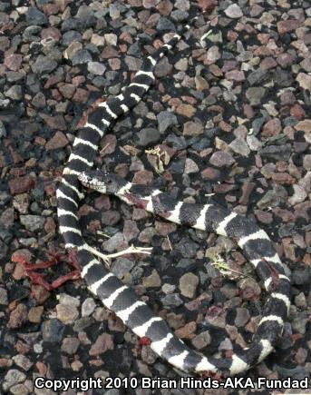 California Kingsnake (Lampropeltis getula californiae)