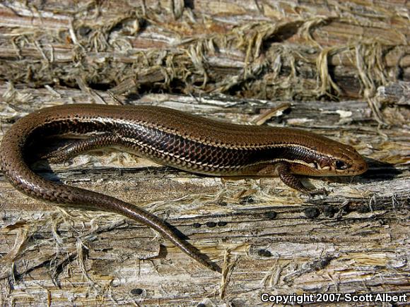 Southern Coal Skink (Plestiodon anthracinus pluvialis)