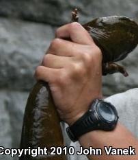 Eastern Hellbender (Cryptobranchus alleganiensis alleganiensis)