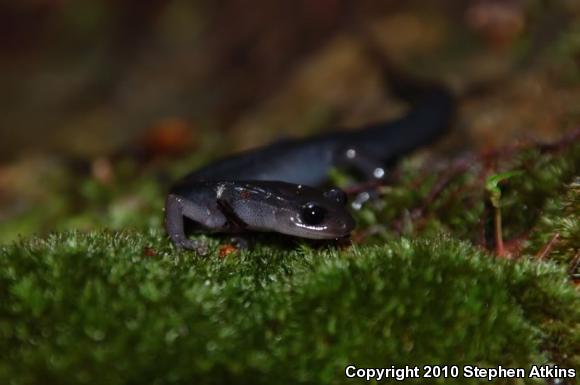 Blue Ridge Gray-cheeked Salamander (Plethodon amplus)