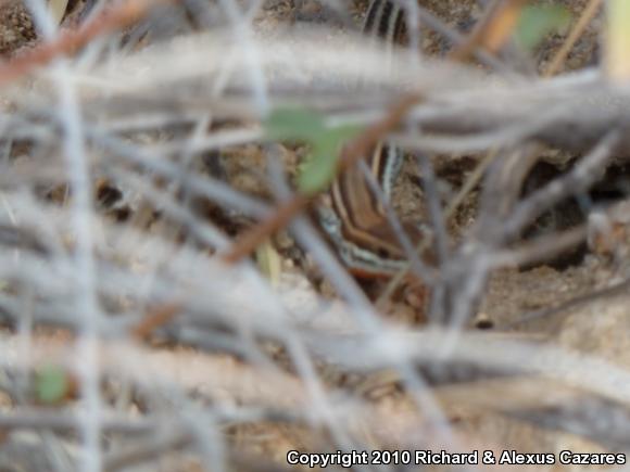 Cape Orange-throated Whiptail (Aspidoscelis hyperythra hyperythra)