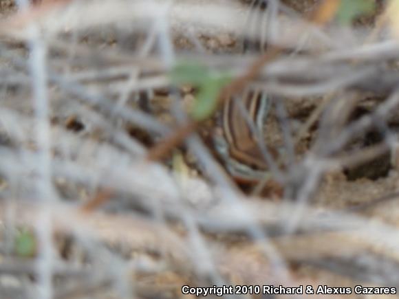 Cape Orange-throated Whiptail (Aspidoscelis hyperythra hyperythra)