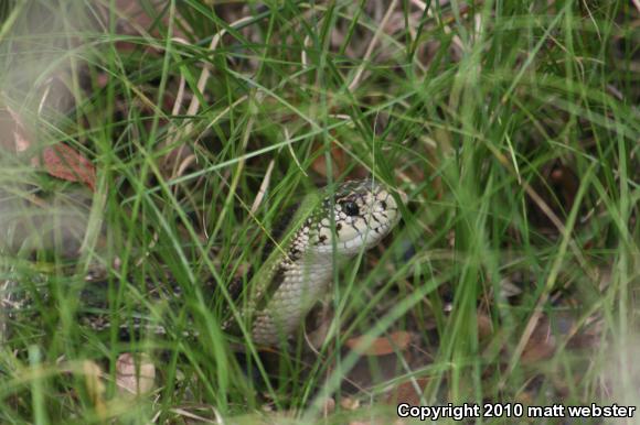 Northern Pinesnake (Pituophis melanoleucus melanoleucus)