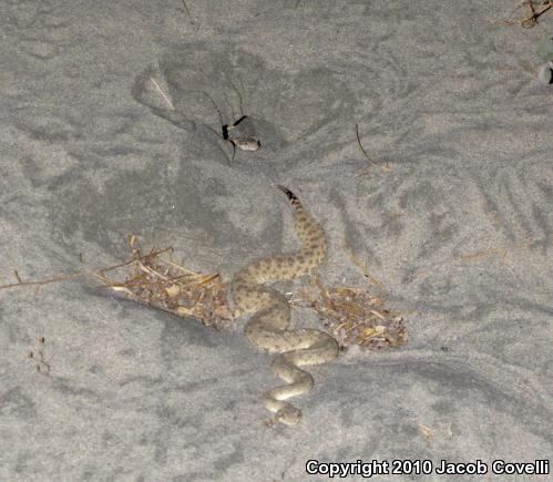 Colorado Desert Sidewinder (Crotalus cerastes laterorepens)