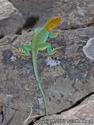 Eastern Collared Lizard (Crotaphytus collaris collaris)