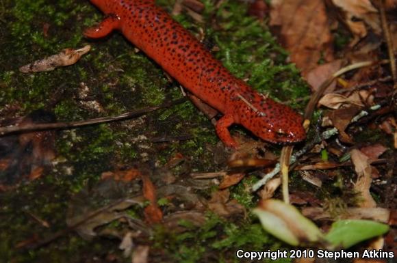 Black-chinned Red Salamander (Pseudotriton ruber schencki)