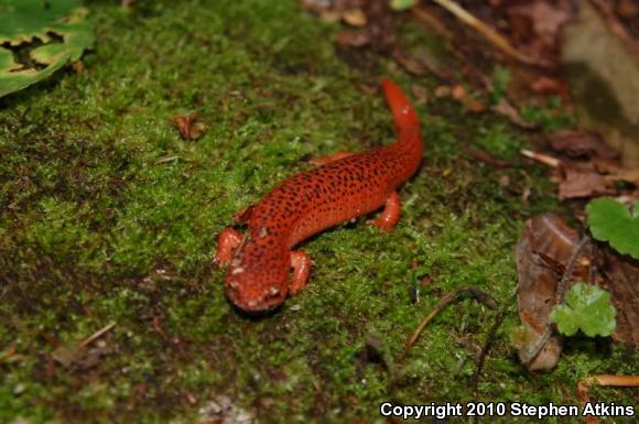 Black-chinned Red Salamander (Pseudotriton ruber schencki)