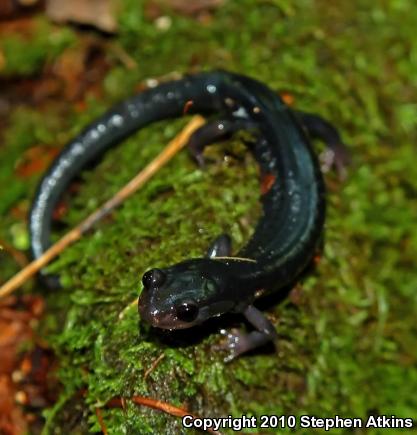 Blue Ridge Gray-cheeked Salamander (Plethodon amplus)