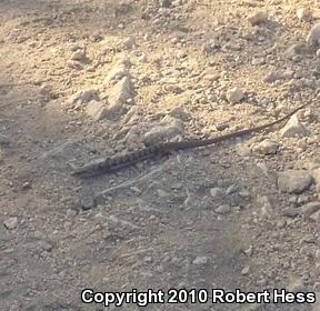 San Diego Alligator Lizard (Elgaria multicarinata webbii)