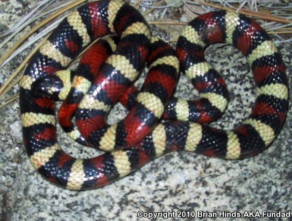 Sierra Mountain Kingsnake (Lampropeltis zonata multicincta)