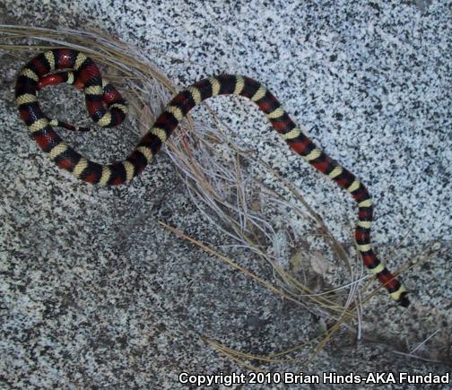 Sierra Mountain Kingsnake (Lampropeltis zonata multicincta)