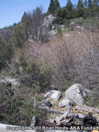 Sierra Mountain Kingsnake (Lampropeltis zonata multicincta)