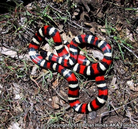 Sierra Mountain Kingsnake (Lampropeltis zonata multicincta)