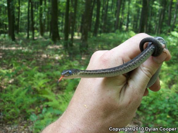 Eastern Gartersnake (Thamnophis sirtalis sirtalis)