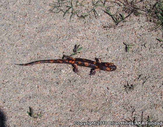 Sierra Nevada Ensatina (Ensatina eschscholtzii platensis)