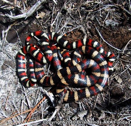 Sierra Mountain Kingsnake (Lampropeltis zonata multicincta)